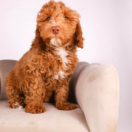 Trixie - Red Australian Labradoodle puppy in Saratoga Springs, Utah from Saratoga Springs Doodles
