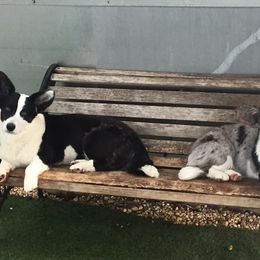 Cardigan Welsh Corgi All Grown Up from Debonaire Corgis