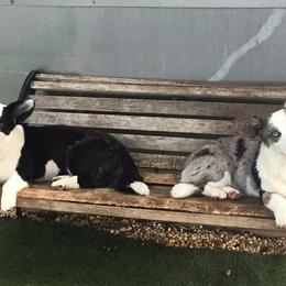 Cardigan Welsh Corgi All Grown Up from Debonaire Corgis