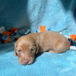 Berry - Red female Dachshund puppy in Yucaipa, California from Motorhead Dachshunds