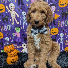 Gage - Apricot male Goldendoodle puppy in Yale, Michigan from Angie's Goldendoodles/Angies doodles LLC