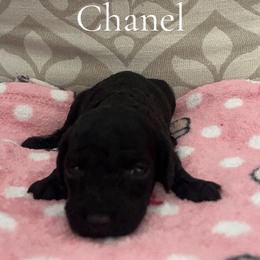 Girl 2- Chanel - Black female Poodle puppy in St Augustine, Florida from St Augustine Poodles