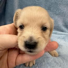 Potato - Cream male Dachshund puppy in Memphis, Tennessee from River City Doxies