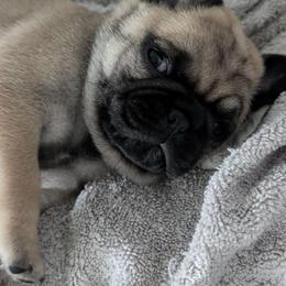 Gordo - Fawn male Pug puppy in Pensacola, Florida from Maritza's Pugs