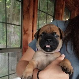 Bullmastiff Puppies from Faulkner Bullmastiffs