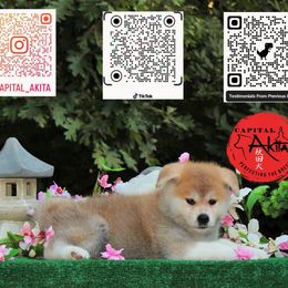 Girl 1 - Red female Japanese Akitainu puppy in Maryland from Capital Akita