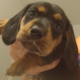 Miss Ebony - Black and tan female Dachshund puppy in Pahrump, Nevada from Heaven Sent Doxies