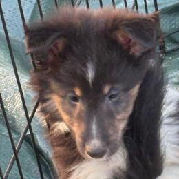 Girl 5 - Black white and tan female Shetland Sheepdog puppy in Pensacola, Florida from Nancy Barger's Siberian Huskies