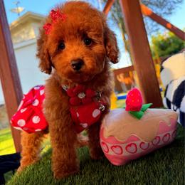 CHERRY - Red female Maltipoo puppy in Sugar Land, Texas from Celebrity Maltipoos