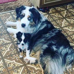 Miniature Australian Shepherds and Toy Australian Shepherds from Rust Farm