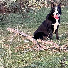 Eva - Black female Border Collie puppy in Nashville, Arkansas from Whisenhunt Farms