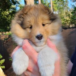 Shetland Sheepdog Puppies from Winterfell Shetland Sheepdogs