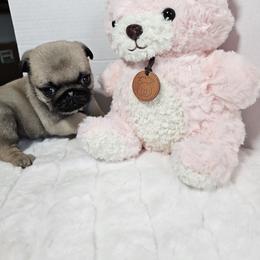 Chloe purple girl - Fawn female Pug puppy in Vancouver, Washington from Swift Pugs
