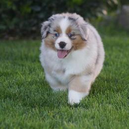 Miniature American Shepherd, Miniature Australian Shepherd, and Toy Australian Shepherd Puppies from MercyMe Miniature American Shepherds