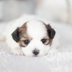 Maltipoo, Shichon, and Shihpoo Puppies from Timbercreek Puppies