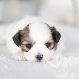 Maltipoo, Shichon, and Shihpoo Puppies from Timbercreek Puppies
