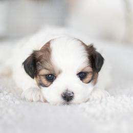 Maltipoo, Shichon, and Shihpoo Puppies from Timbercreek Puppies