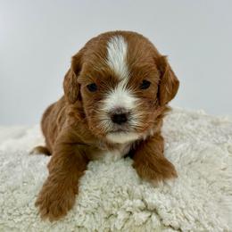 Lana - Red female Cavapoo puppy in Melissa, Texas from Southern Love Cavapoos & Maltipoos