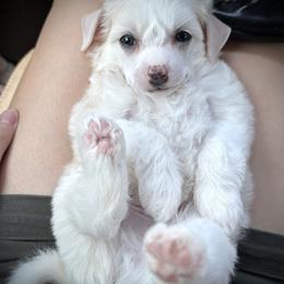 Sweet Cream and White Puff Boy - Cream male Chinese Crested puppy in Tomball, Texas from Gracieux Chinese Cresteds