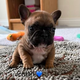 Jordan - Fawn and white male French Bulldog puppy in Madison, Wisconsin from MadCity Frenchies