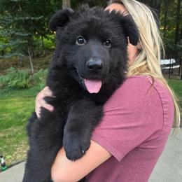 Orion Caelestis Imperium Elite Von Haus (Blue Collar) - Black male German Shepherd puppy in Grants Pass, Oregon from Elite Von Haus German Shepherds