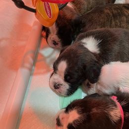 Boxer Puppies from Supreme Euro Boxers
