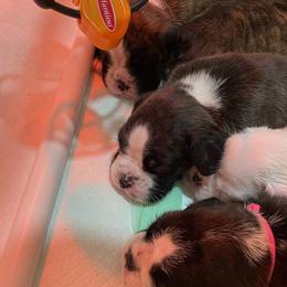 Boxer Puppies from Supreme Euro Boxers