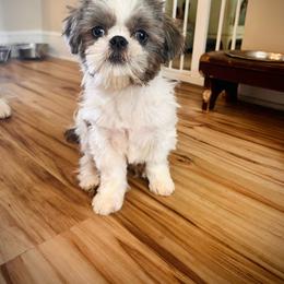 Phoebe - Shih Tzu