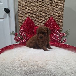 Quest (AKC) - Red  male Poodle puppy in Rainbow City, Alabama from Spinks Poodles