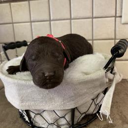 Goldendoodle Puppies from Sturgeon River Doodles