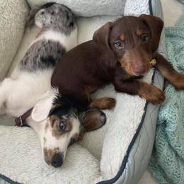 Dachshunds from Doggie Dream House