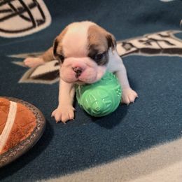 Celeste - Seal and white female Boston Terrier puppy in Kingsport, Tennessee from Irish Heart Bostons