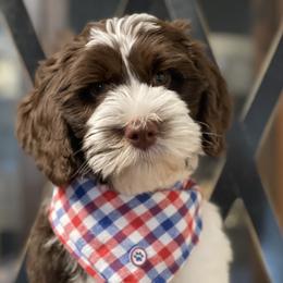 Zuri - Australian Labradoodle