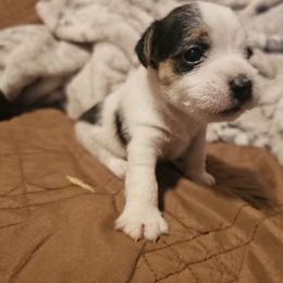 Male 2 - Tri-color female Jack Russell Terrier puppy in Ellendale, Delaware from Reynard Farm
