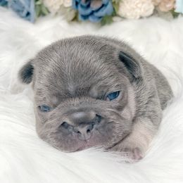 French Bulldog Puppies from Frenchies Of Central Oregon