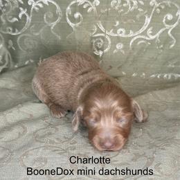 Charollet - Fawn (Isabella) female Dachshund puppy in Lexington, Oklahoma from BooneDox Miniature Dachshunds