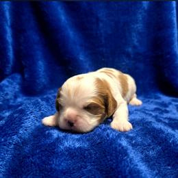 Harley - Blenheim male Cavalier King Charles Spaniel puppy in Pennsylvania from Julie's Cavalier King Charles Spaniels