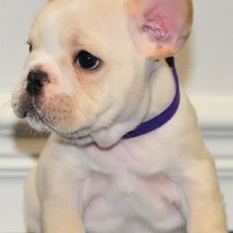 French Bulldogs from Awesome Frenchies