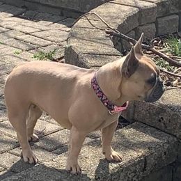 Lulu - French Bulldog