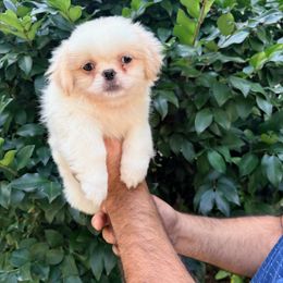 Max - White male Pekingese puppy in Apex, North Carolina from Happy puppies