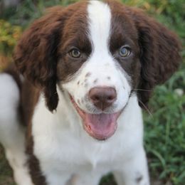 English Springer Spaniels from JWT Heavenly Springers