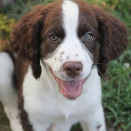 English Springer Spaniels from JWT Heavenly Springers