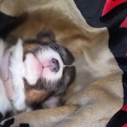 Pembroke Welsh Corgi Puppies from Top-Notch Paws