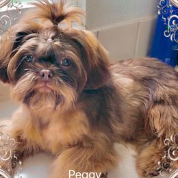 Peggy - Shih Tzu