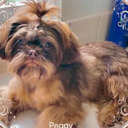 Peggy - Shih Tzu