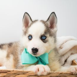 Golden Retriever, Miniature American Shepherd, and Siberian Husky Puppies from HuskiesAndGoldensWithFinesse