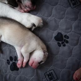 Siberian Husky Puppies from Ivie Huskies