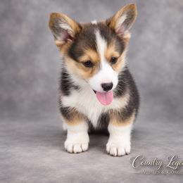 Snickers - Black and white male American Corgi puppy in Missouri from Country Legends Aussies & Corgis