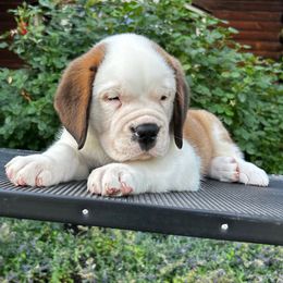 Green Collar - Brown and white male Saint Bernard puppy in New York from Johnson Farms