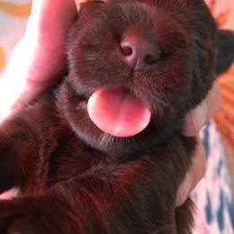 Miniature Schnauzer Puppies from Pamela Aumueller